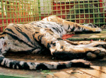 Tamil Nadu - Kerala border tension: taciltar including 5 people trapped tiger bite kutariya