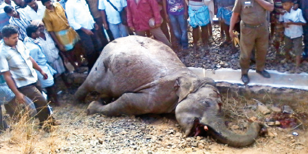 2 elephants killed in train struck near rayakkottai today: Passenger, Rural population shock