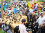 7 million sheeps sold for festival pakrit