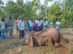 Thai elephant electrocution kills civilians dead space surrounding the tragedy cenpakaraman