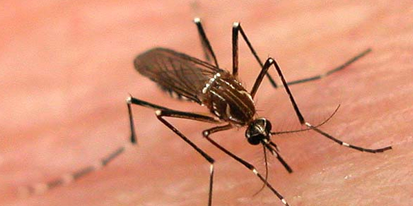 student died for dengue fever