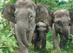 The forest to enjoy the last couple of elephants chasing