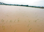 Land and 77,000 hectares of crops ruined by the storm in Andhra Pradesh