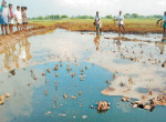 Nagai broken pipeline to the refinery: 100 acres of crop damage Samba