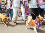 Valentine's Day Celebration: dogs treated for anti-Hindu Front