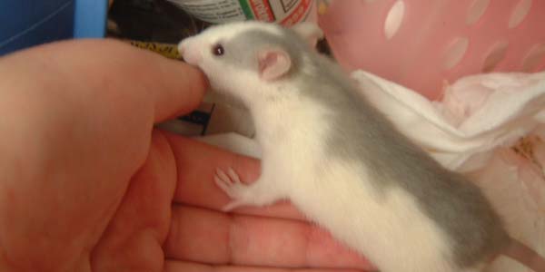 a military officer finger is bited by rats